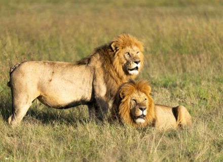 Gir Safari